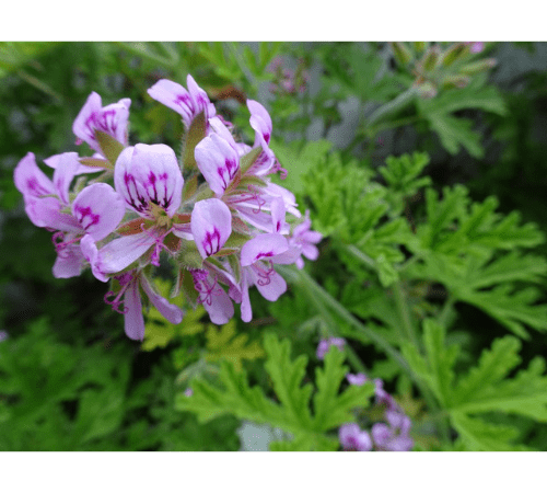 Citronella Essential Oil