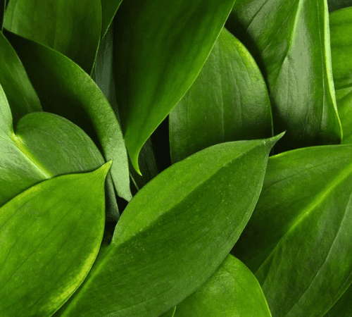 Clove Leaf Essential Oil