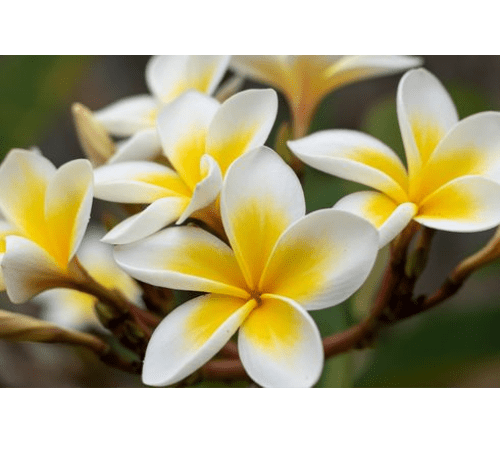 Frangipani Essential Oil
