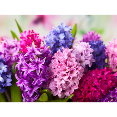 Hyacinth Flower Essential Oil