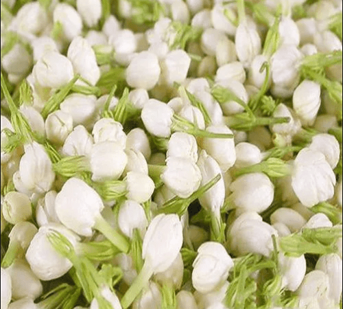 Jasmine Sambac Essential Oil
