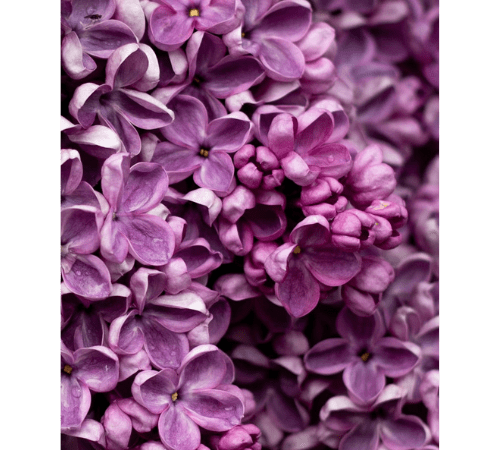 Lilac Essential Oil