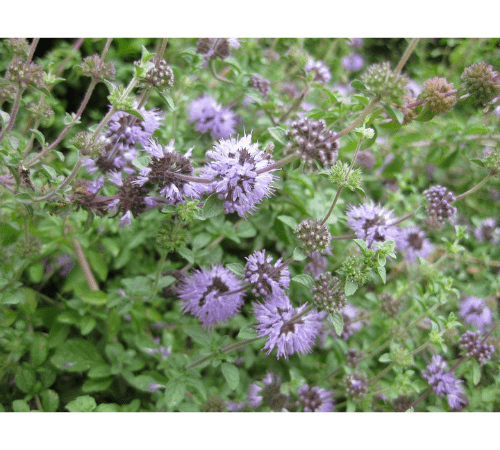 Pennyroyal Essential Oil