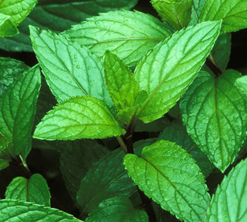 Peppermint Essential Oil