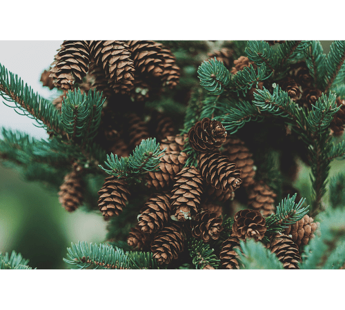 Pine Essential Oil