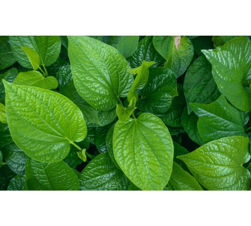 Piper Bettle Essential Oil