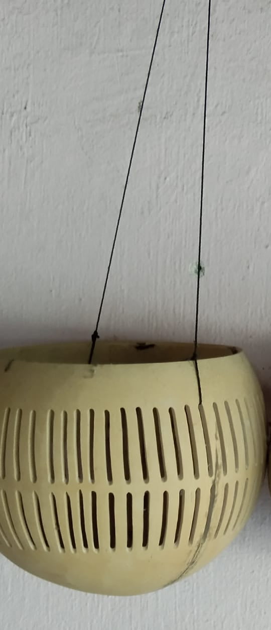 Coconut Plant Pot No.5 – Image 2