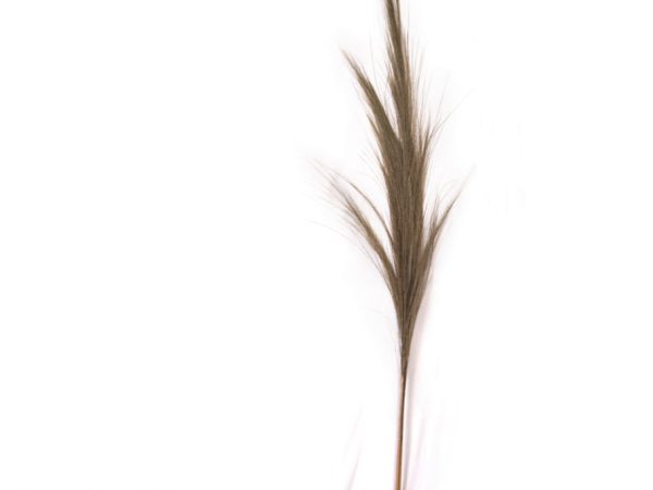Dry Palm Grass