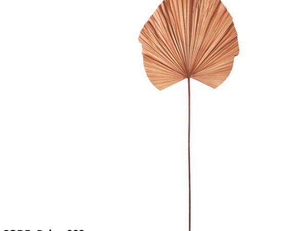 Dry Palm leaf
