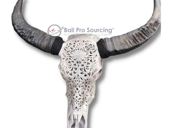 Extra Large Buffalo's Skull