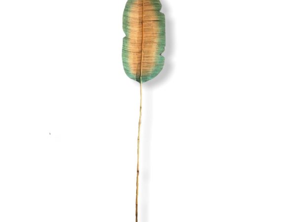 Green yello banana leaf