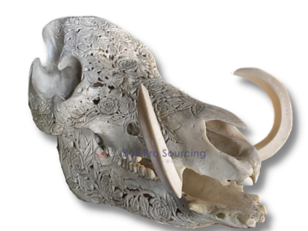 Pig’s Skull