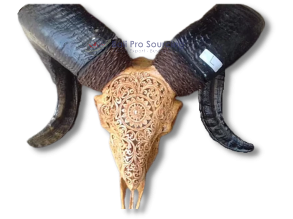 Sheep's Skull