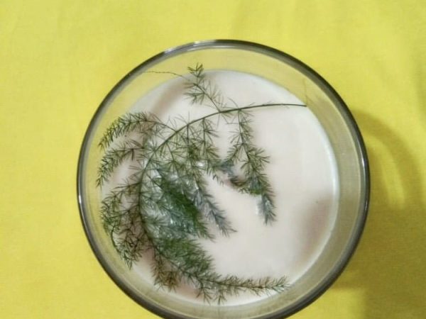 Scented soy candle dried asparagus leaf